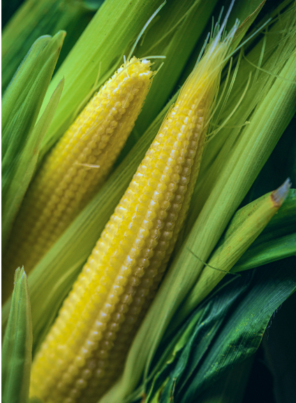 baby corn